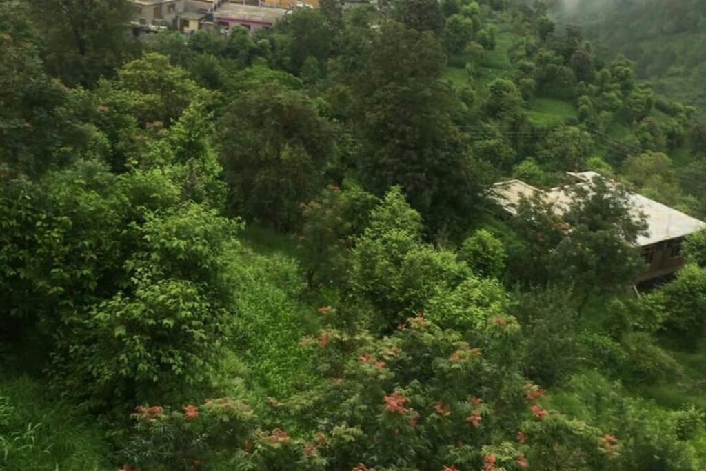 Valley View Family Unit Kasauli Exterior photo